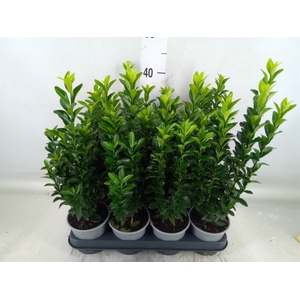 Euonymus japon. 'Green Spire'