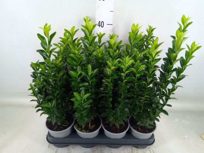 <h4>Euonymus japon. 'Green Spire'</h4>