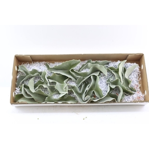 Kalanchoe Beharensis