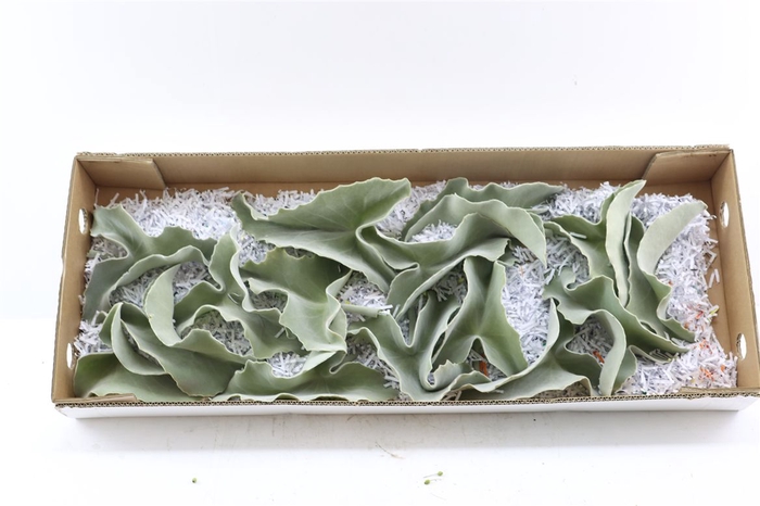 <h4>Kalanchoe Beharensis</h4>