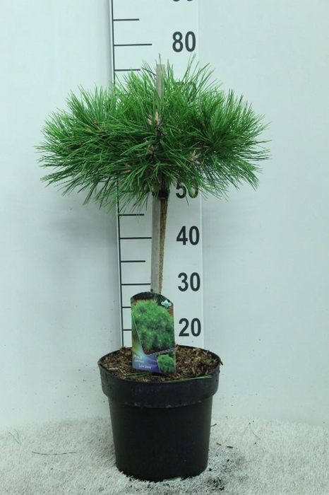 <h4>Pinus densiflora 'Low Glow' op stam P24 potgedrukt</h4>