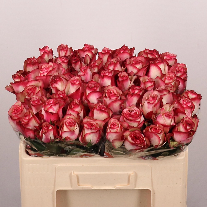 <h4>R GR PALOMA</h4>