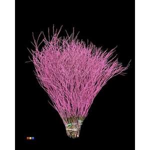 Vaccinium / Heidelbeer Cerise