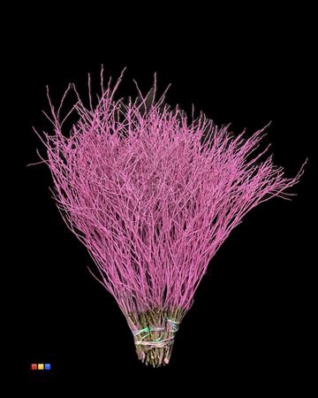 <h4>Vaccinium / Heidelbeer Cerise</h4>