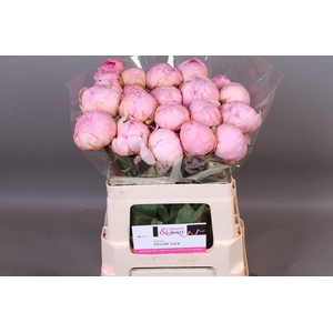 Paeonia Pillow Talk | Heavy Quality