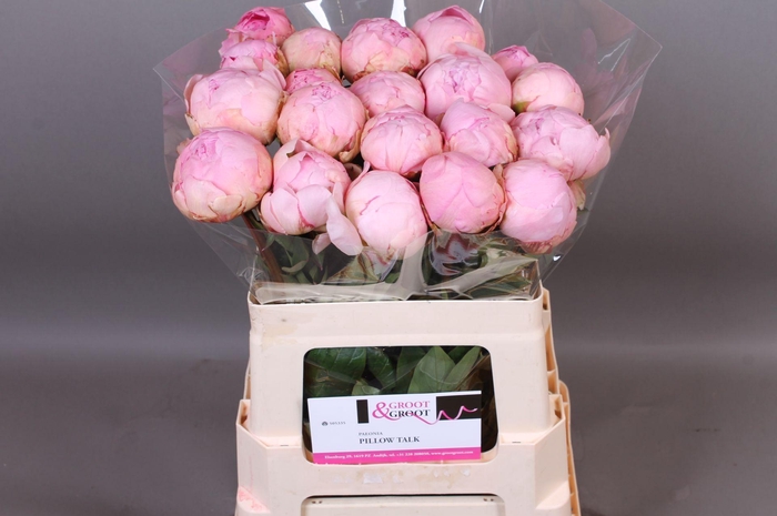<h4>Paeonia Pillow Talk | Heavy Quality</h4>
