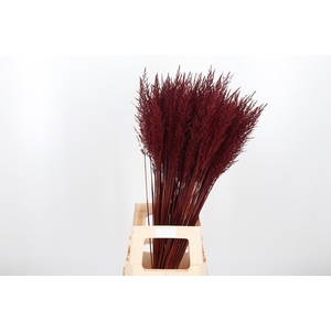 Calamagrostis Kl Bh Bordeaux