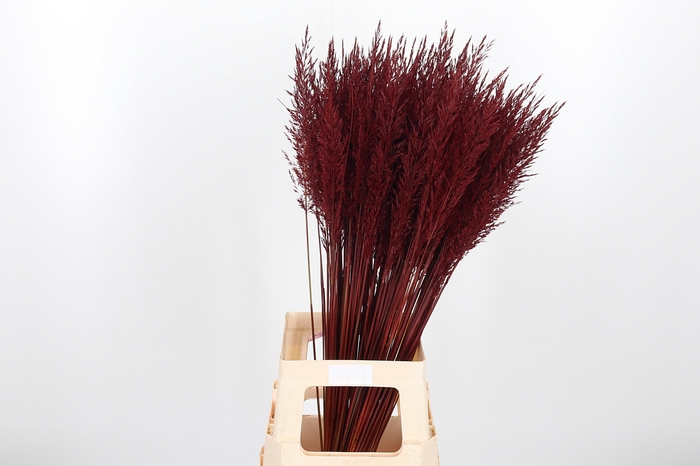 <h4>Calamagrostis Kl Bh Bordeaux</h4>