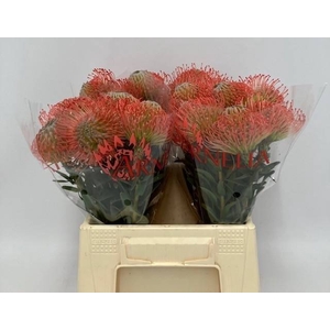 LEUCO AYOBA PINK