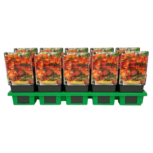 Delosperma cooperi Delmara 'Orange' P11