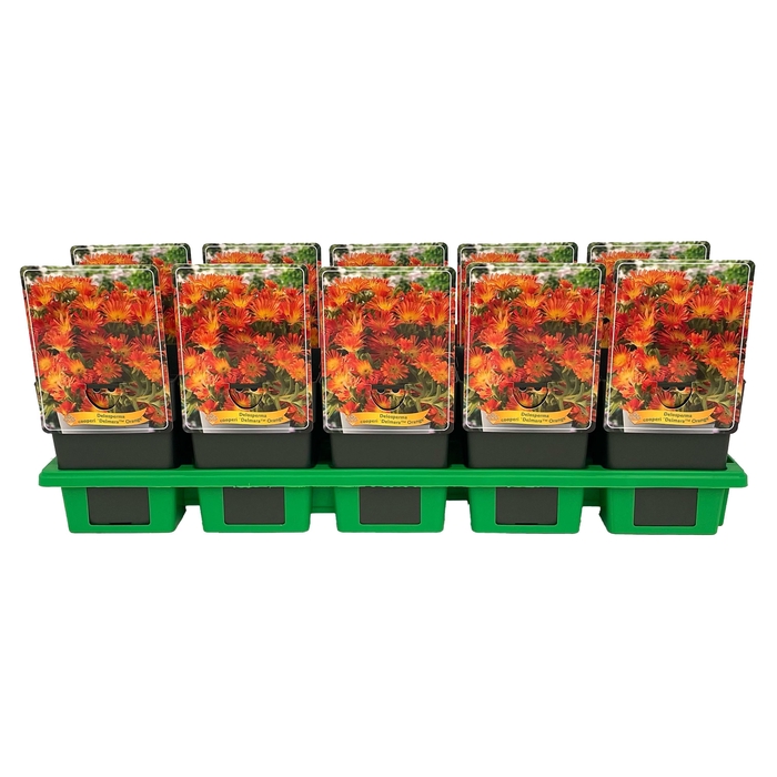 <h4>Delosperma cooperi Delmara 'Orange' P11</h4>