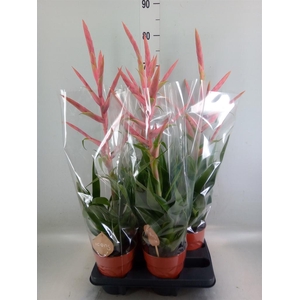 Tillandsia  'Dolce'