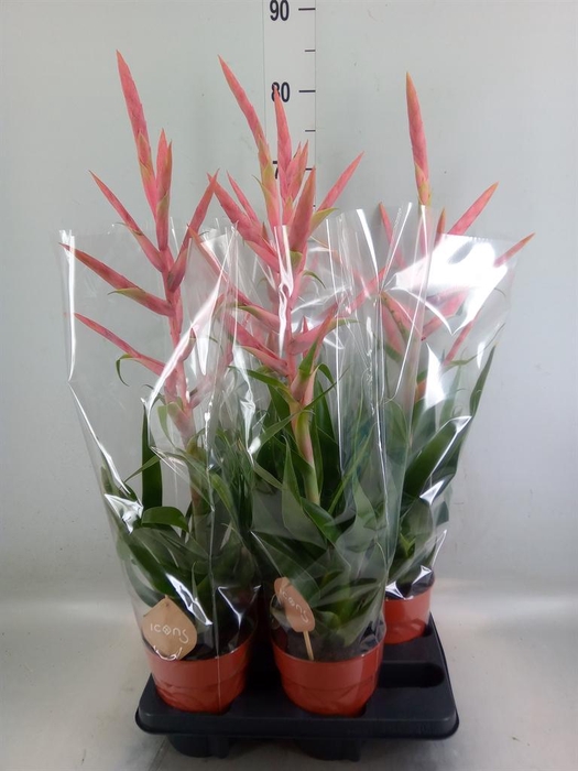 <h4>Tillandsia 'Dolce'</h4>
