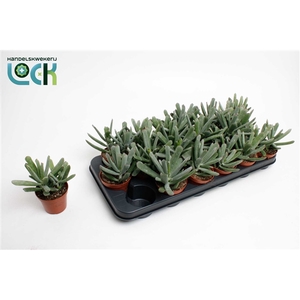 Cotyledon Octopus