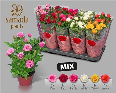 Ro Samadapl Gem 6 Sr