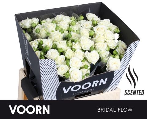 <h4>Rozen R Tr Bridal Flow</h4>
