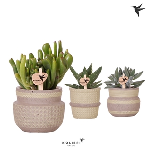 Kolibri Greens Succulenten mix in Ethnic pot khaki mix