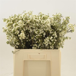 Chamelaucium Crystal Pearl