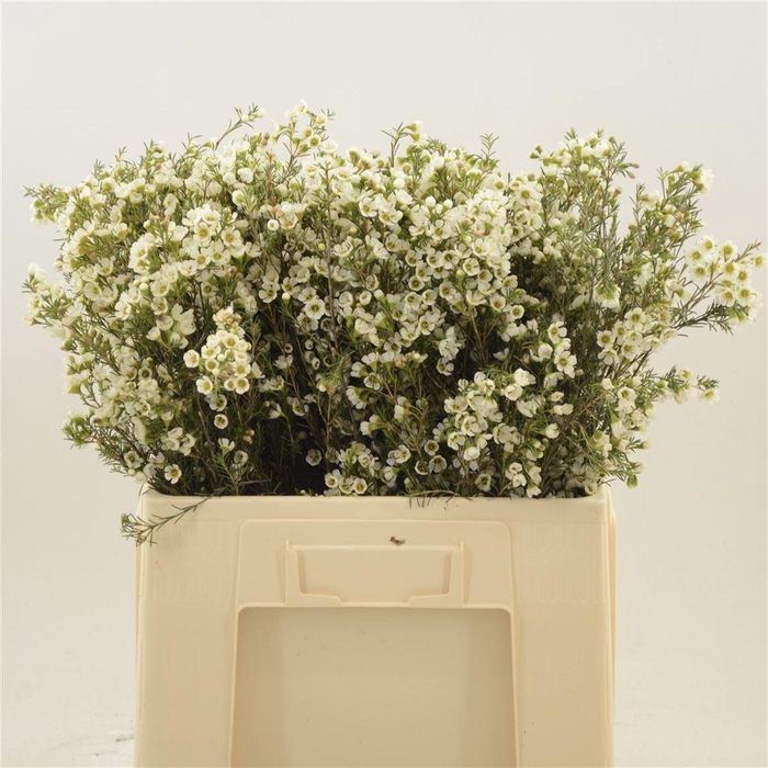 <h4>Chamelaucium Crystal Pearl</h4>