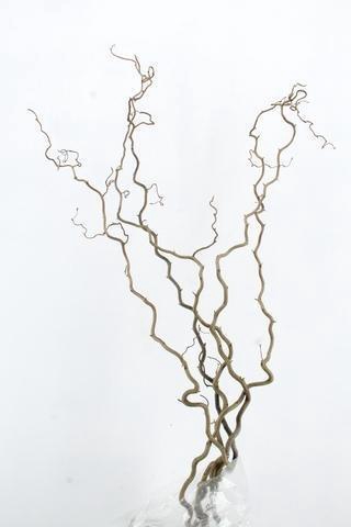 <h4>CORYL AV CONTORTA</h4>