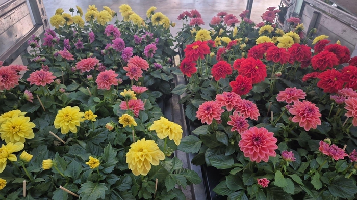 <h4>DAHLIA ROYAL GEM</h4>