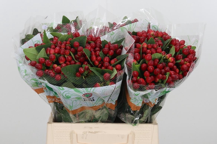 <h4>Hyp Mag Lightning</h4>