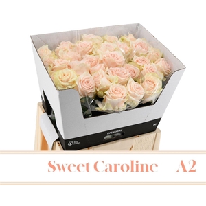 R Gr Sweet Caroline A2