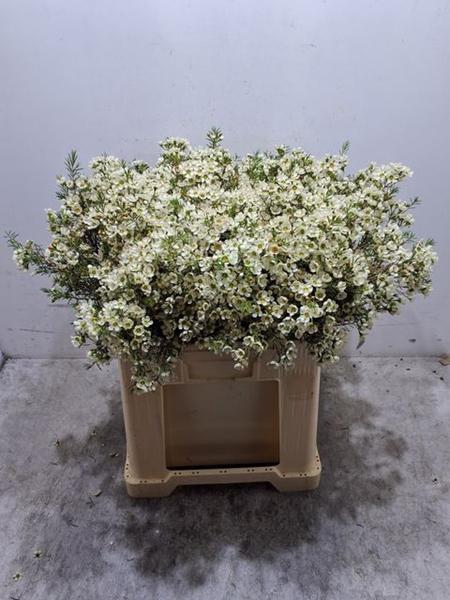 <h4>CHAME IVORY PEARL</h4>