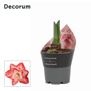 Amaryllis Blossom Peacock in Potkraag (Decorum)