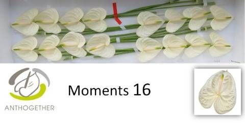 <h4>ANTH A MOMENTS</h4>