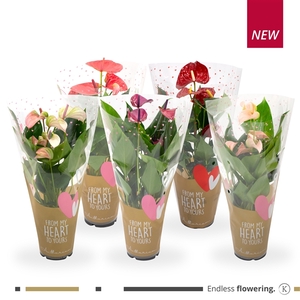 Grandi Flora Mix, Hartjes hoes