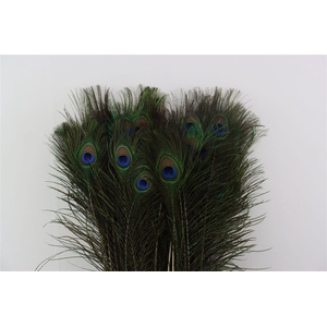 Feather Peacock Natural L85 Pst