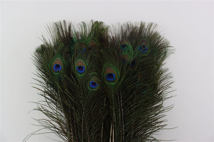 <h4>Feather Peacock Natural L85 Pst</h4>