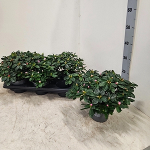 RHODO SI V GEM 3 SRT