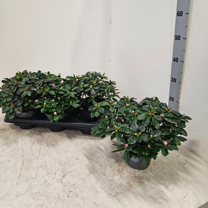 <h4>RHODO SI V GEM 3 SRT</h4>