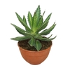 Agave lophantha 0512ALO