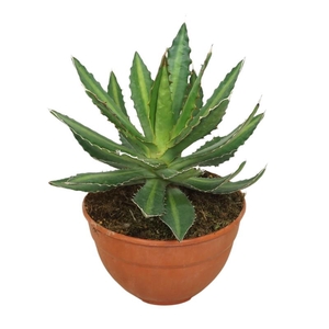Agave lophantha 0512ALO
