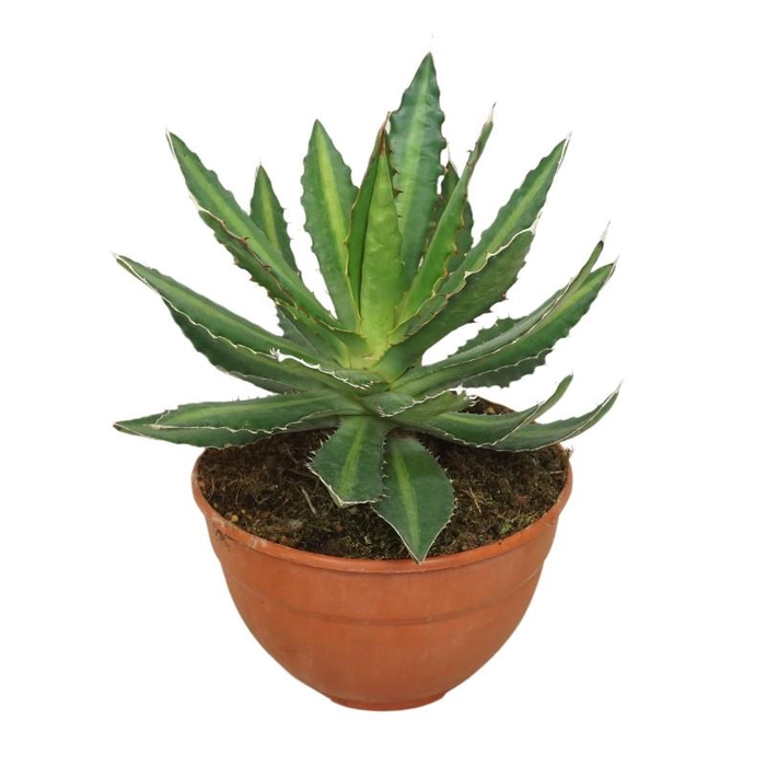 Agave lophantha 0512ALO