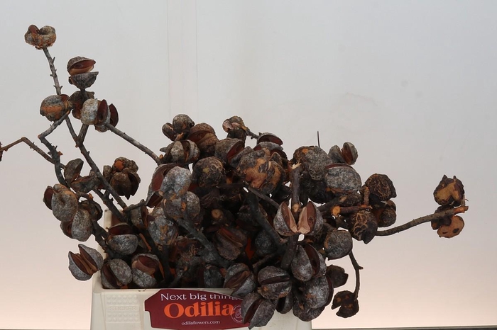 Kaaps Groen Hakea Sericea