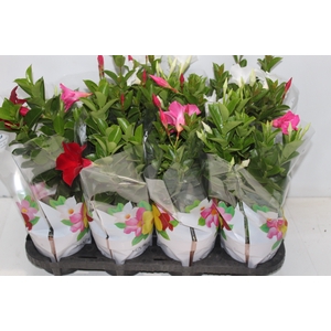 DIPLADENIA P15