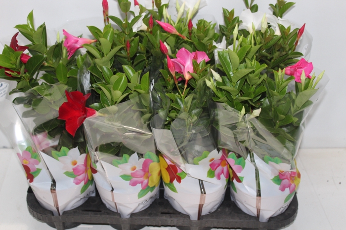 <h4>DIPLADENIA P15</h4>