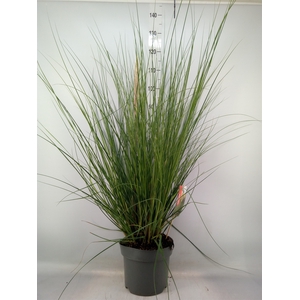 Cortaderia sell. 'Pumila'