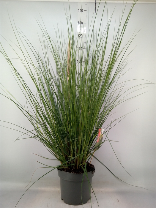 <h4>Cortaderia sell. 'Pumila'</h4>