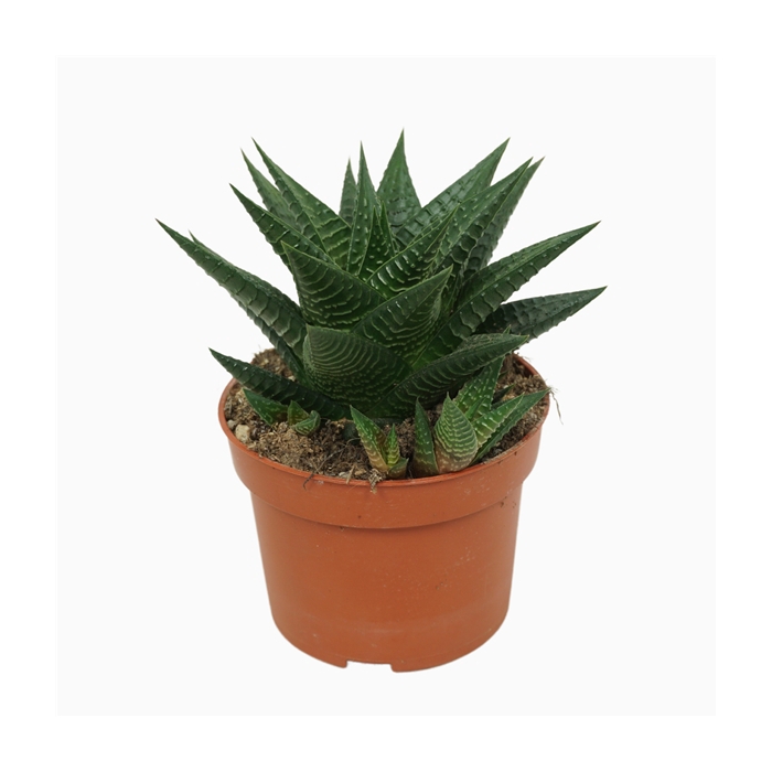 <h4>Haworthia limifolia 10,5 cm</h4>