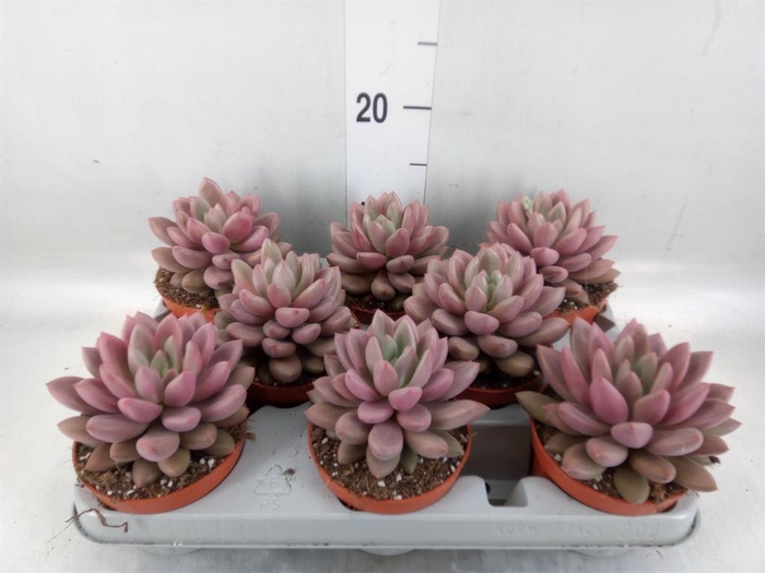 <h4>Succulents   ...</h4>