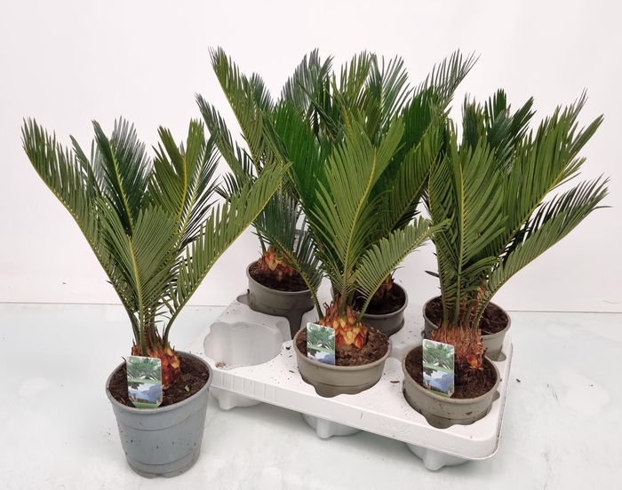 <h4>CYCAS REVOLUTA</h4>