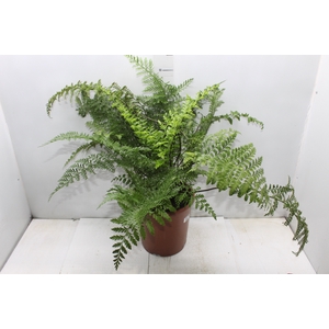 ASPLENIUM PARVATI P24