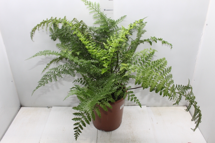 ASPLENIUM PARVATI P24