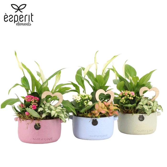 <h4>22030: Lovess arrangement</h4>