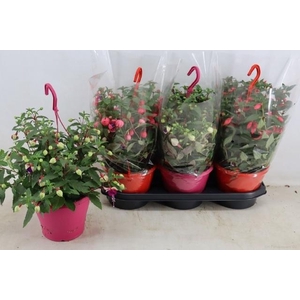 FUCHSIA OV